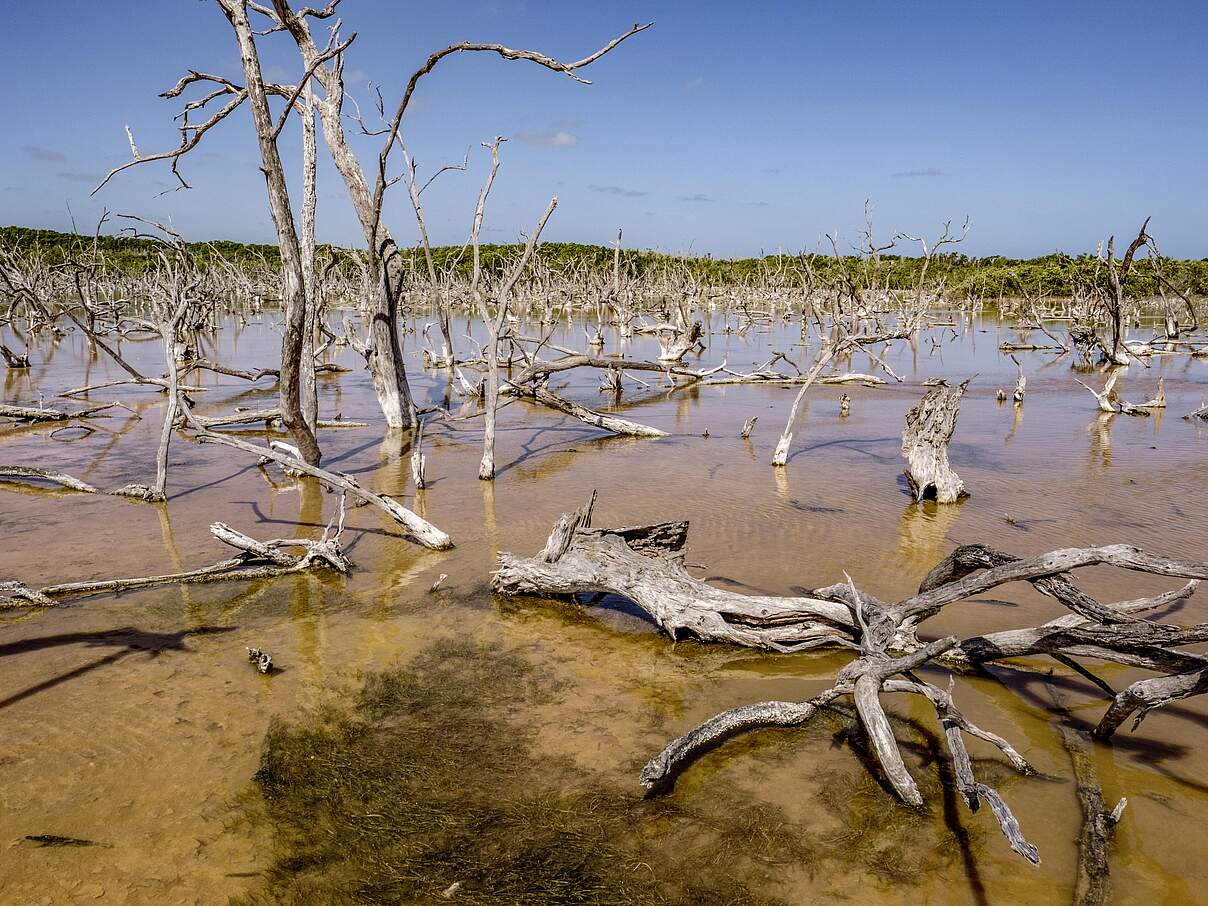 Die Klimakrise macht Mangroven zu schaffen