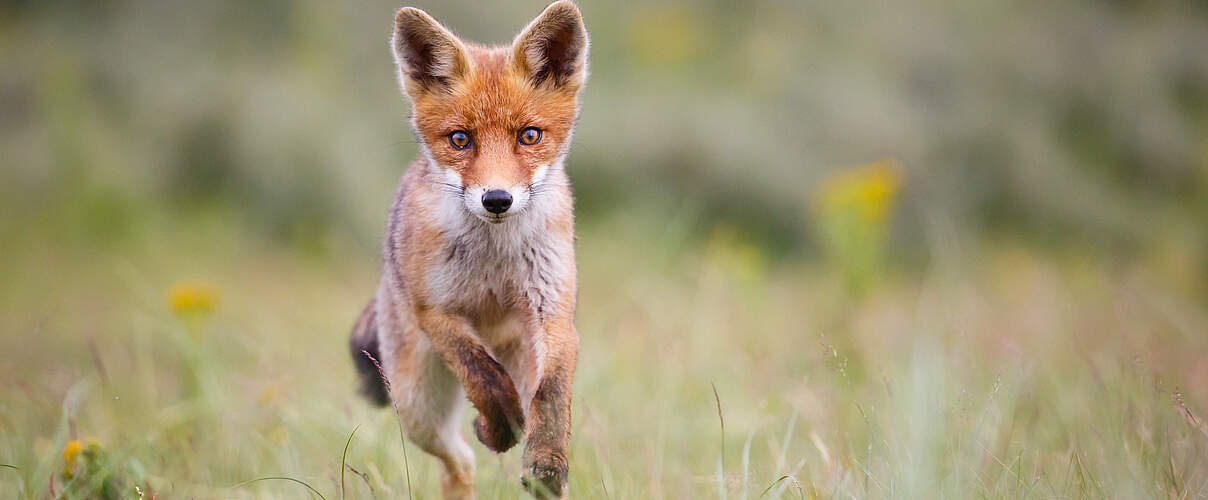 Junger Fuchs rennt über die Wiese