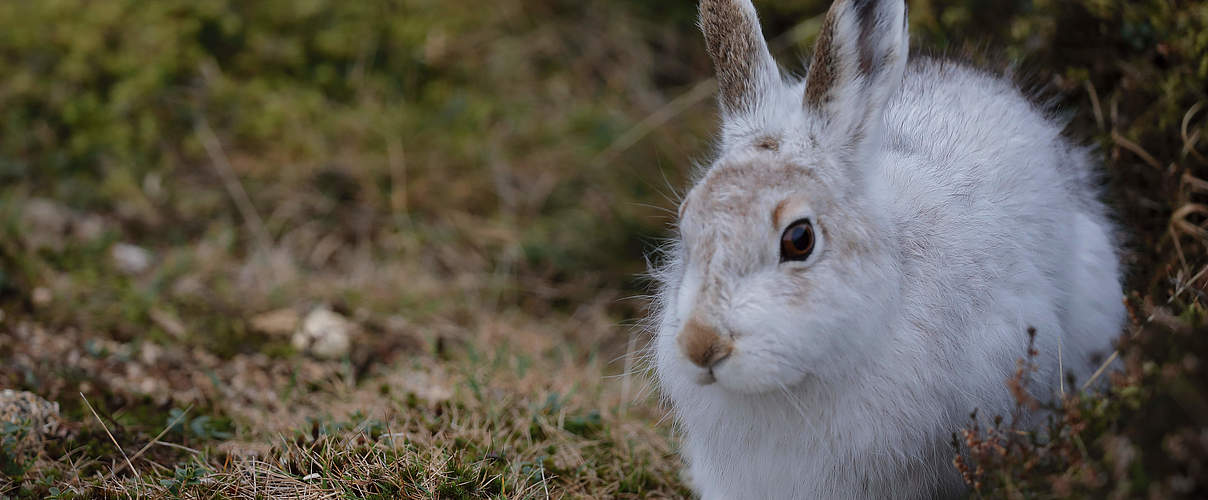 Schneehase © Bebedi / GettyImages 