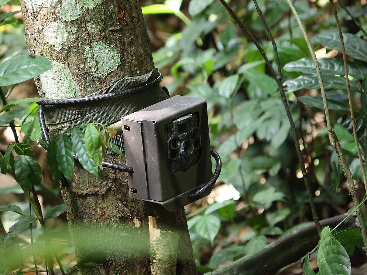 Eine Wildtierkamera, die an einem Baum hängt, umgeben von Bäumen 