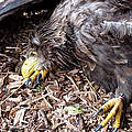 Vergifteter Seeadler © Thomas Neumann / WWF