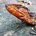 Neuentdeckte vietnamesische Krokodilschwanzechse © Thomas Ziegler