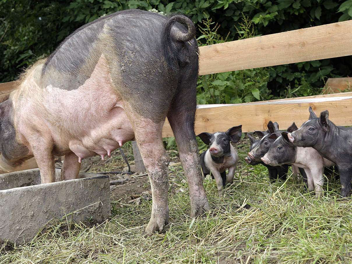Auslauf für Schweine © Arnold Morascher / WWF