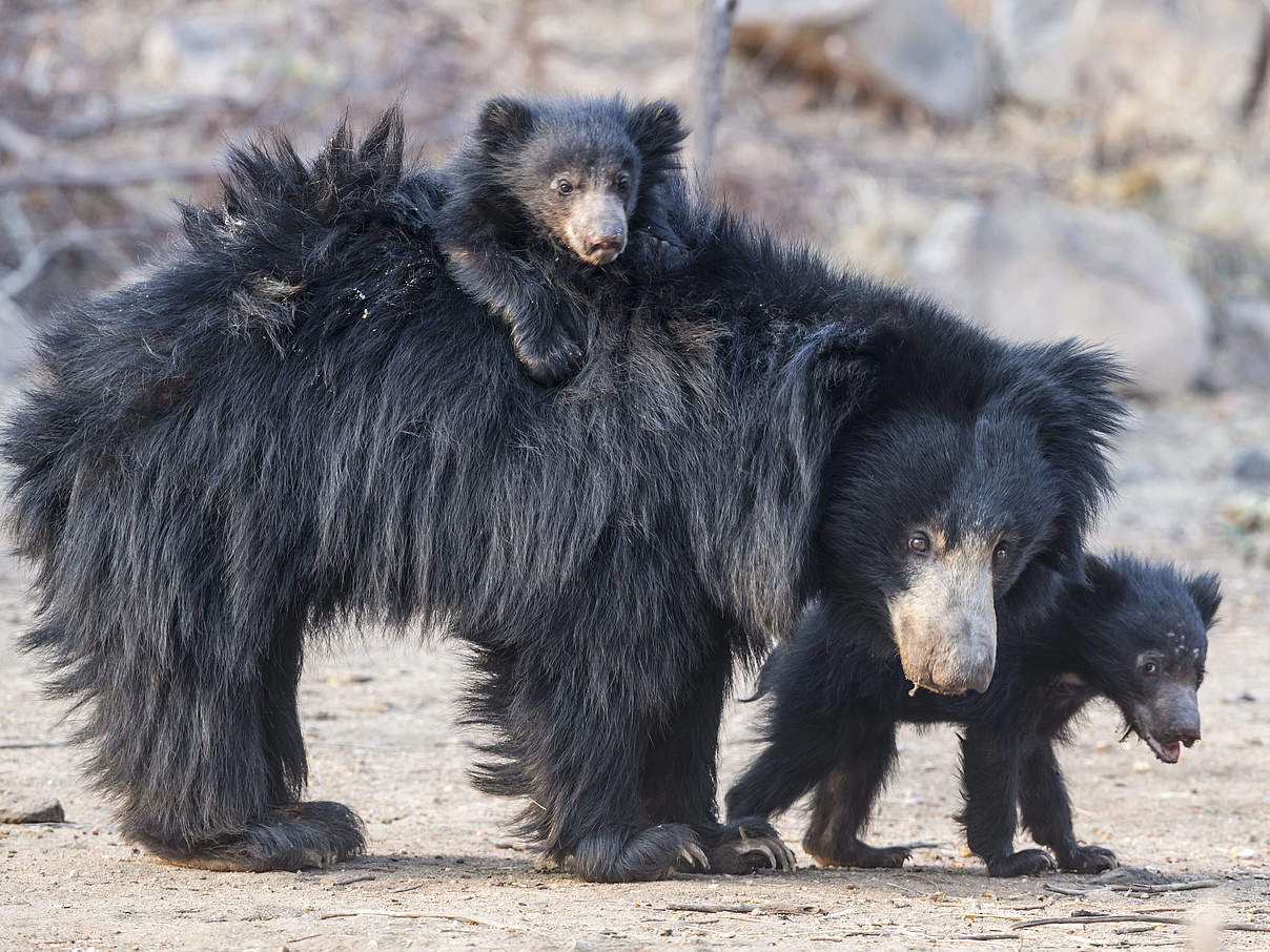 Lippenbären tragen ihre Jungen auf dem Rücken © imago / nature picture library