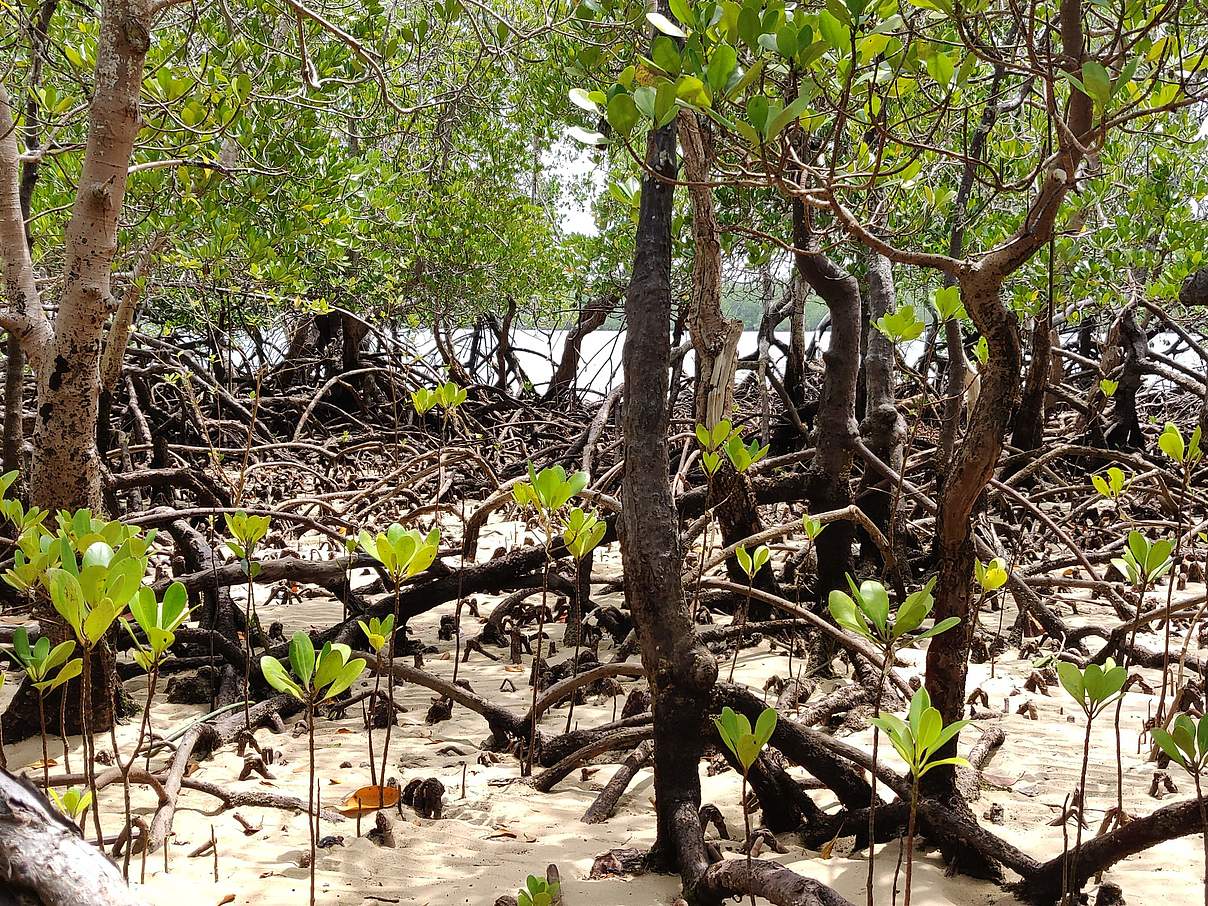 Innenansichten eines Mangrovenwaldes © Jana Kanig WWF