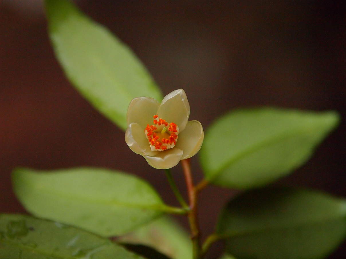 Cleyera Bokorensis © Shuichiro Tagane