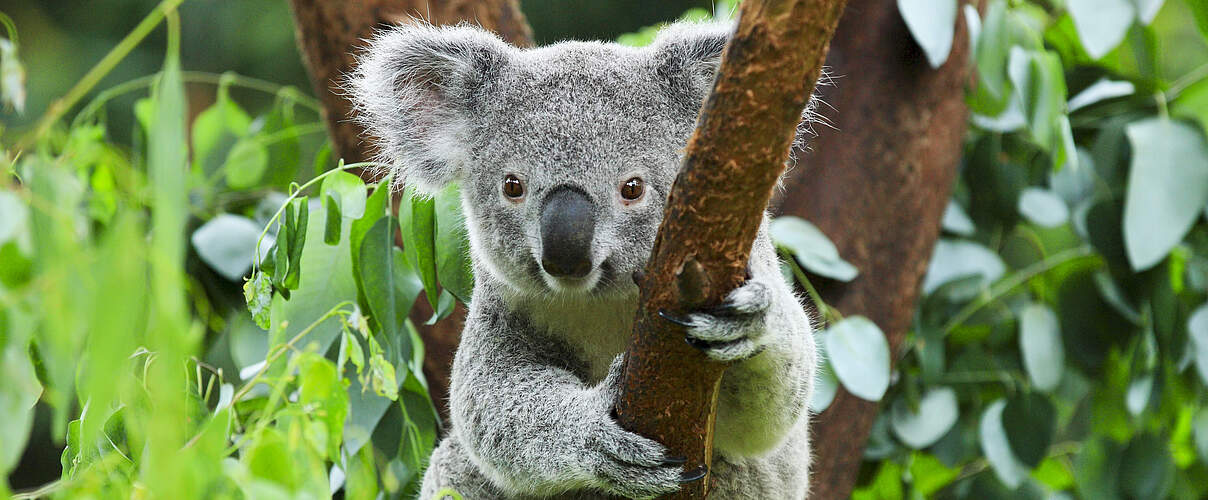 Koala © Shutterstock / rickyd / WWF