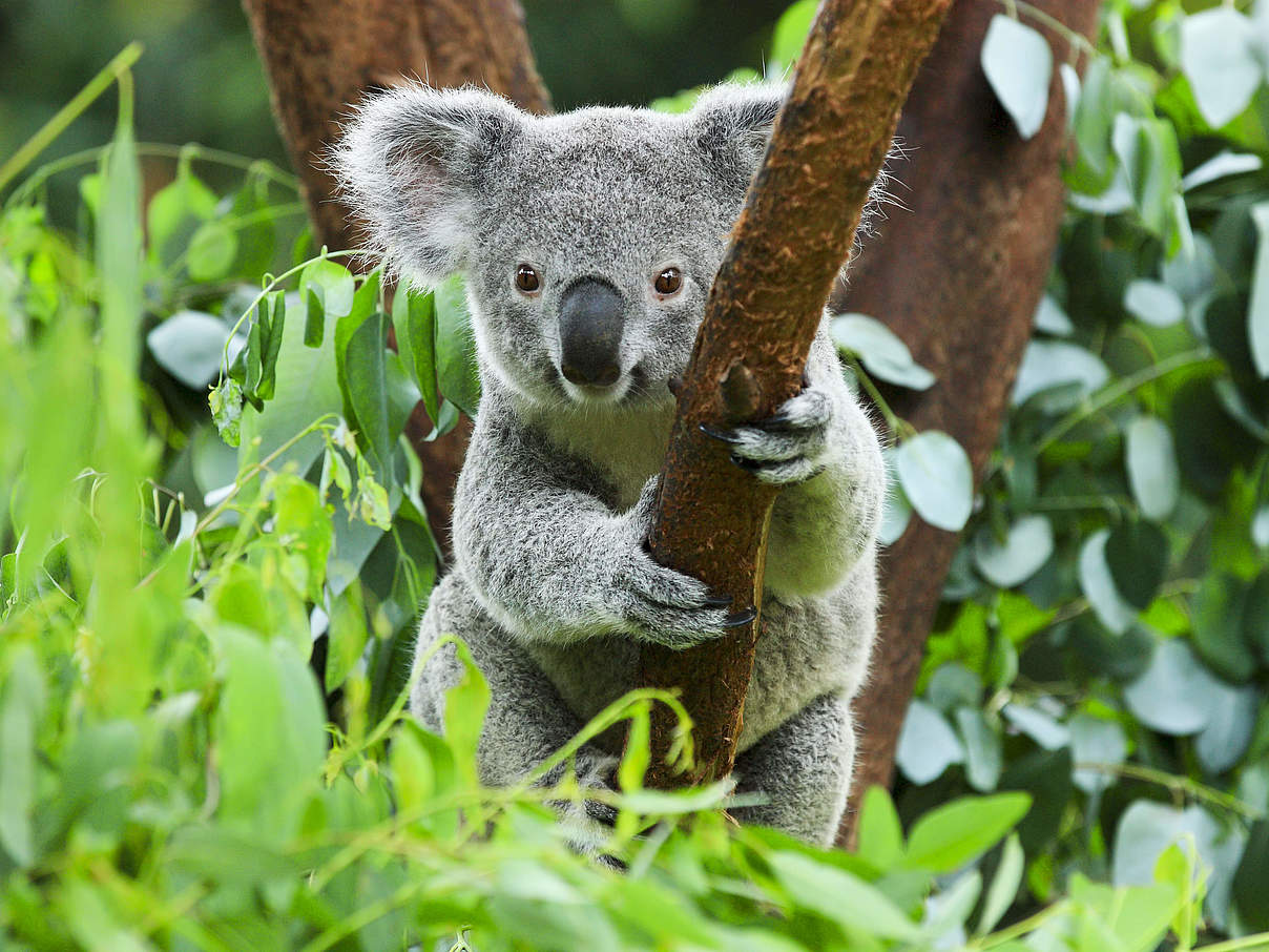 Koala © Shutterstock / rickyd / WWF