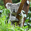 Koala © Shutterstock / rickyd / WWF