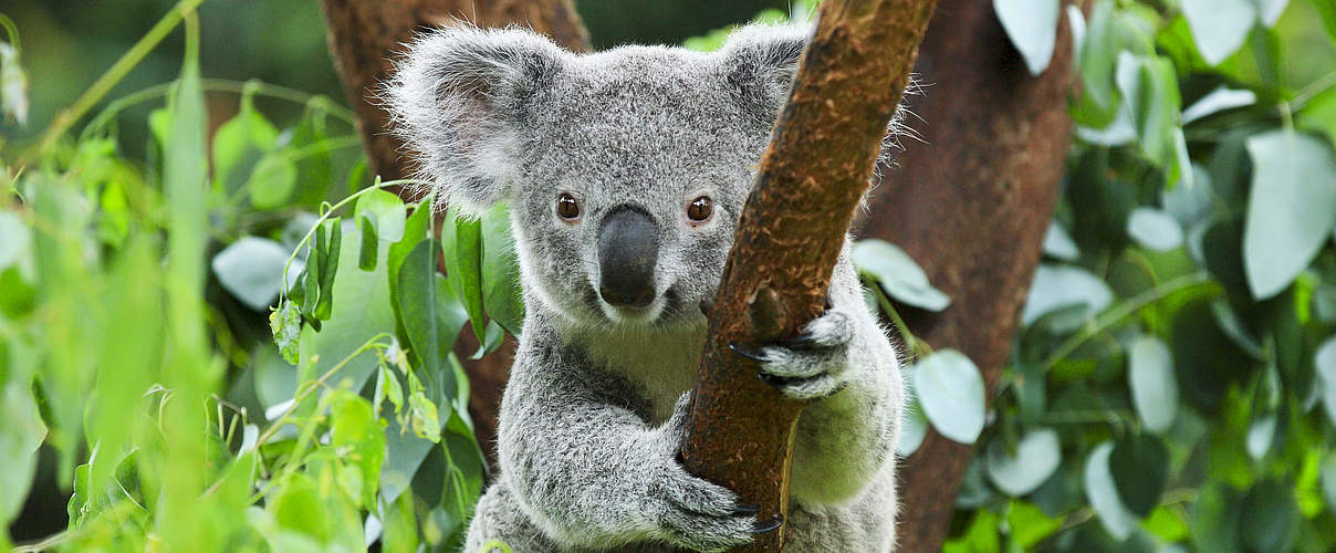Koala © Shutterstock / rickyd / WWF