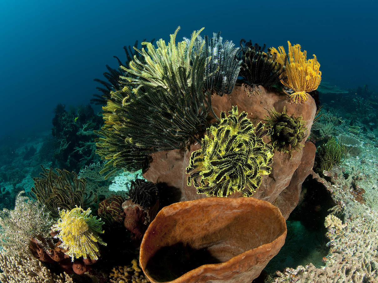 Korallen im Indopazifik © Juergen Freund / WWF