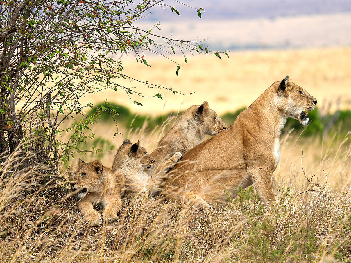 Löwin mit Jungtieren in Kenia