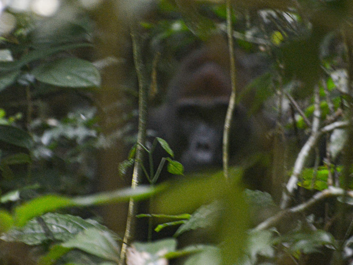 Noch etwas kamerascheu: Mopangu © WWF Noch etwas kamerascheu: Mopangu © WWF