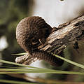 Schuppentier © naturepl.com / Jabruson / WWF
