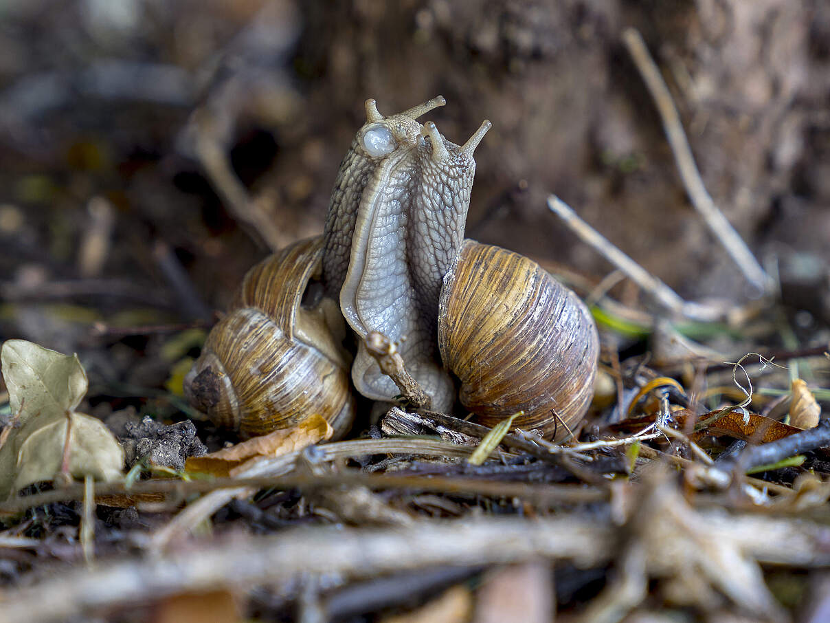 Weinbergschnecken
