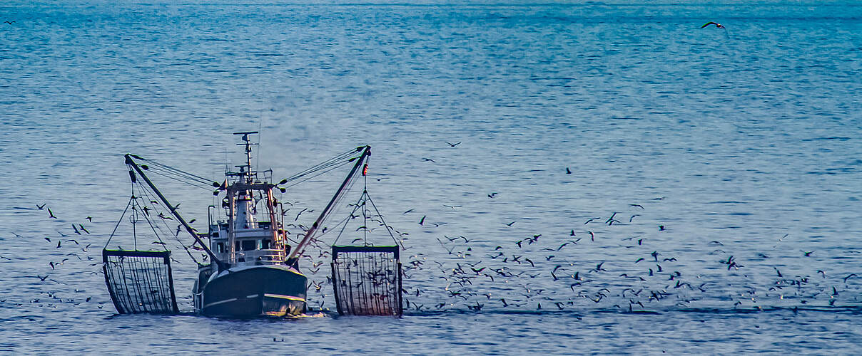 Krabbenkutter Möwen © JK / iStock / Getty Images