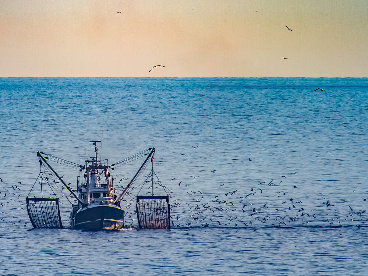 Krabbenkutter Möwen © JK / iStock / Getty Images