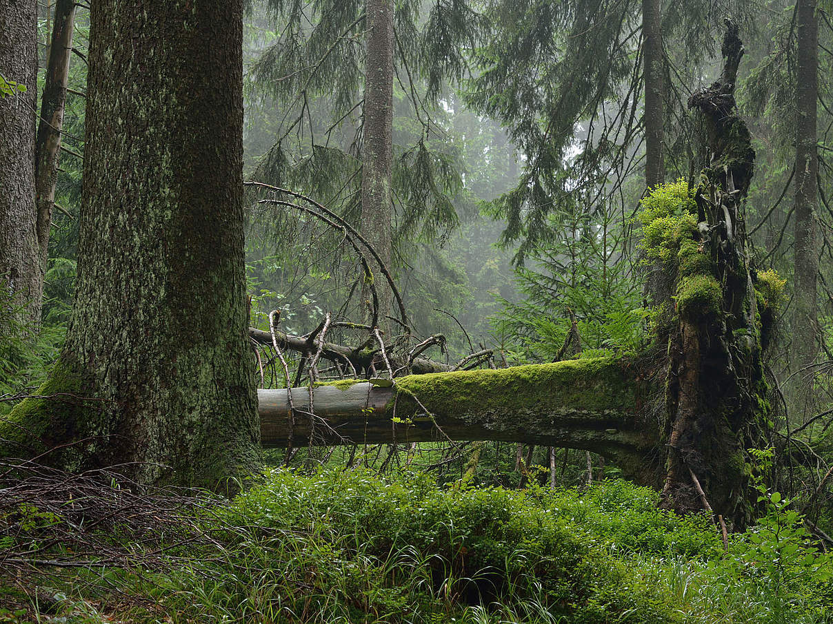 Naturschutzgebiet Thüringer Wald © Thomas Stephan / WWF