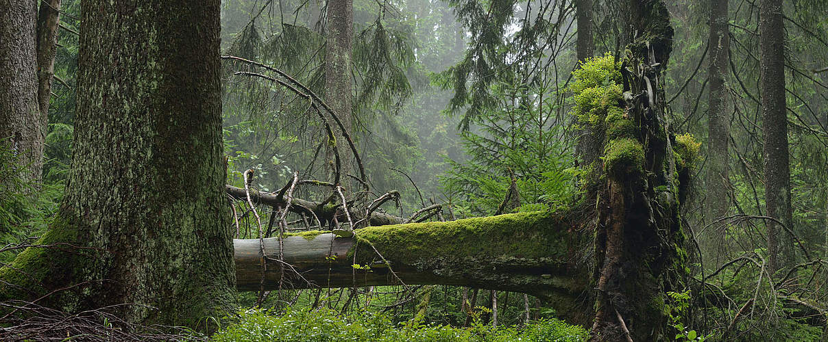 Naturschutzgebiet Thüringer Wald © Thomas Stephan / WWF