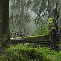 Naturschutzgebiet Thüringer Wald © Thomas Stephan / WWF
