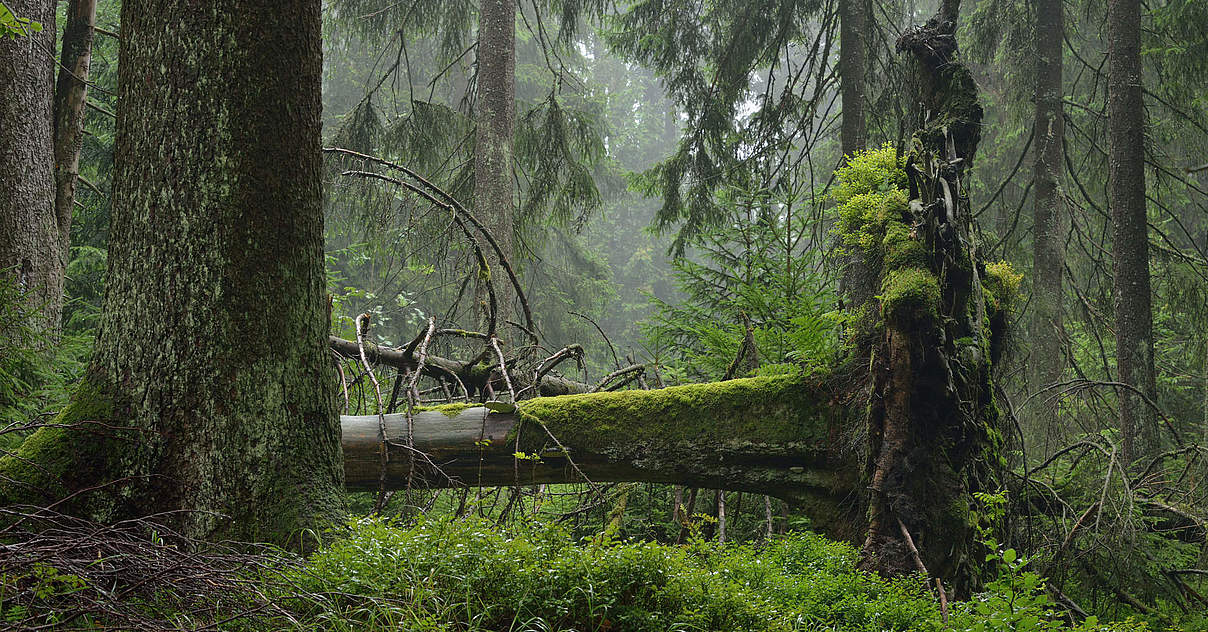 Projekt Naturpark Thüringer Wald WWF