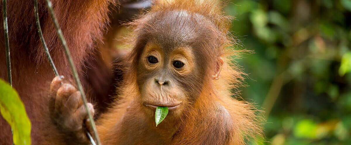 Orang-Utan-Baby im Wald von Borneo © Shutterstock/ Katesalin Pagkaihang / WWF