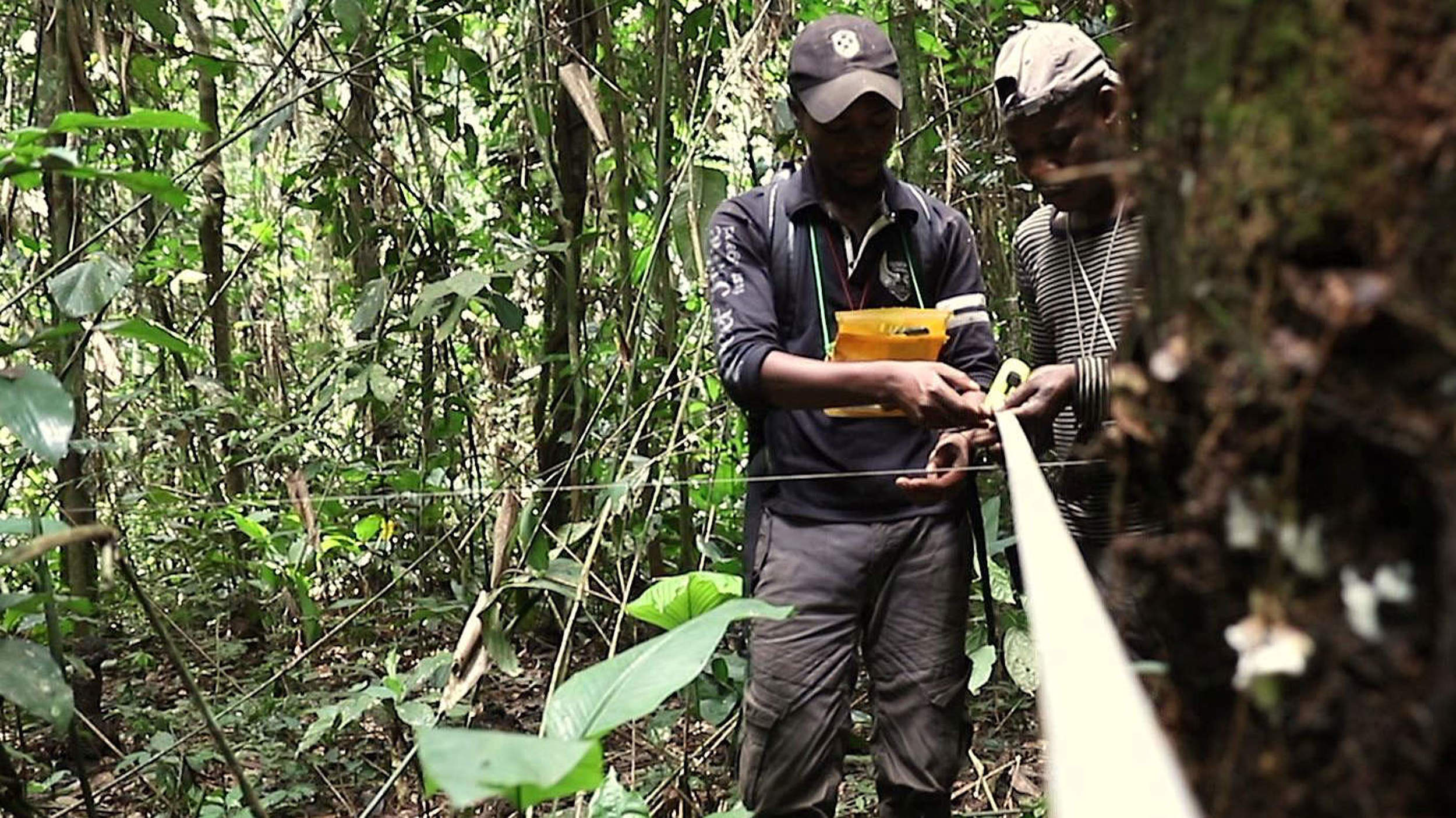 Ranger vermessen den Wald in Salonga © Thomas Nicolon / WWF Kongo