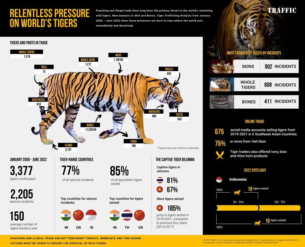Tiger-Infografik zum "Skin and Bones"-Report 2022 © TRAFFIC 