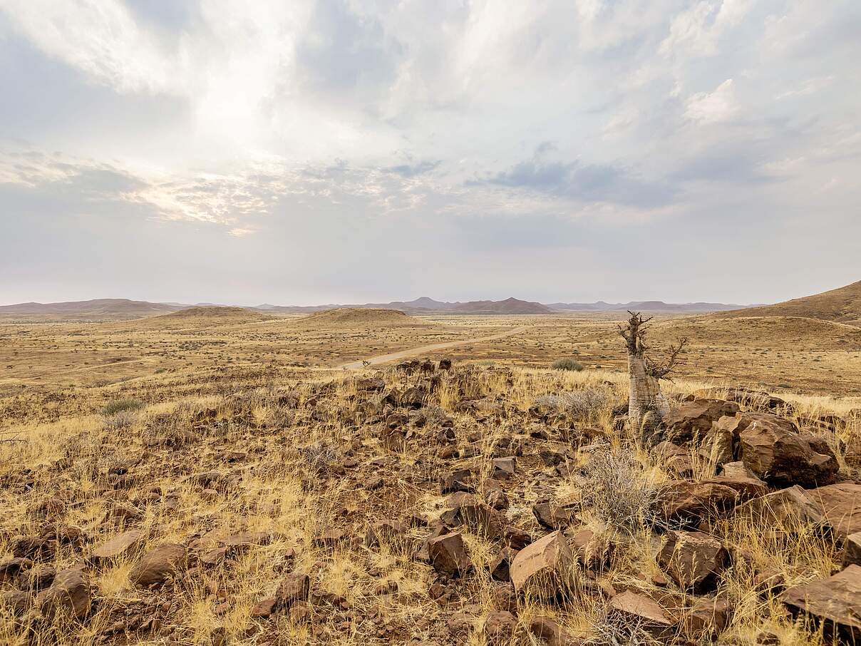 Blick über die Palmwag Konzession, ein Schutzgebiet in Namibia 