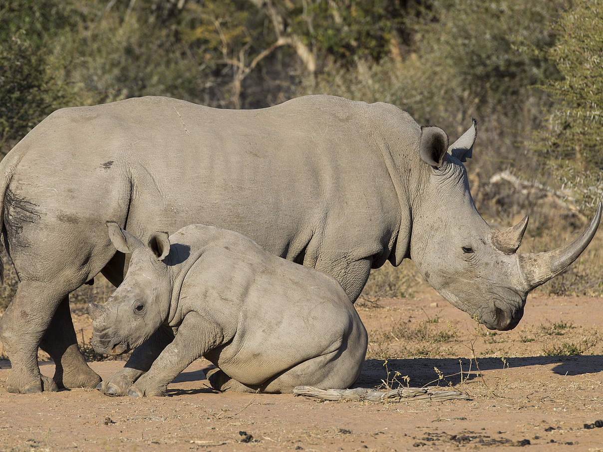 Breitmaulnashorn mit Jungem © Ralph Frank / WWF