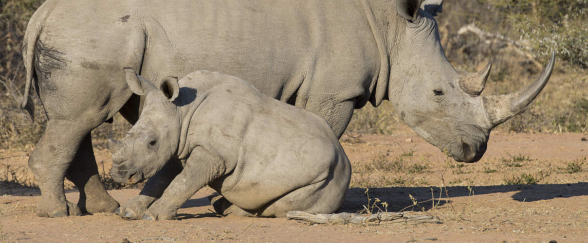 Breitmaulnashorn mit Jungem © Ralph Frank / WWF