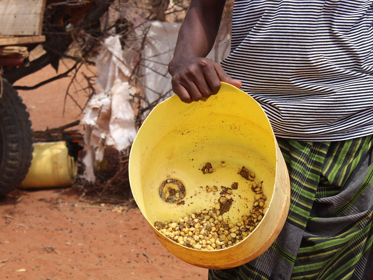 Die Viehzüchter sind dazu übergegangen, ihr Vieh mit gekochtem Getreide zu füttern, das nur als "Githeri" bezeichnet wird und eine menschliche Nahrung ist © Joel Muinde / WWF Kenia