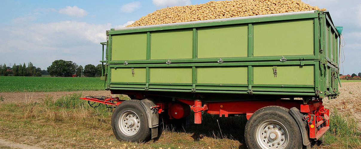 Kartoffelernte im Anhänger © schulzie / iStock / Getty Images Plus