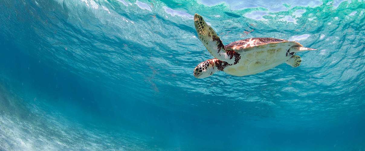Schildkröte © Antonio-Busiello-WWF-US