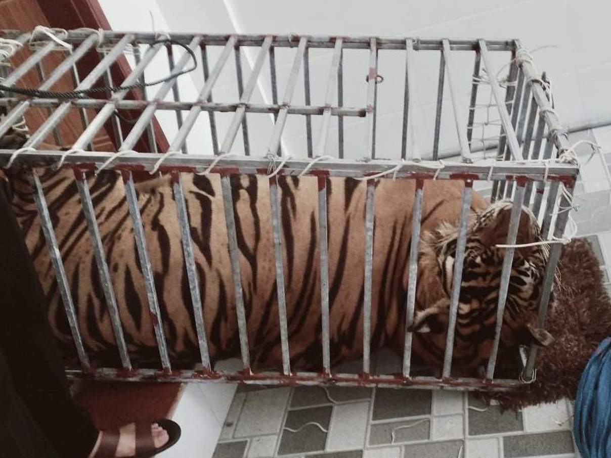 Tiger im Käfig in einer illegalen Zuchtstation in Vietnam © Lam Anh