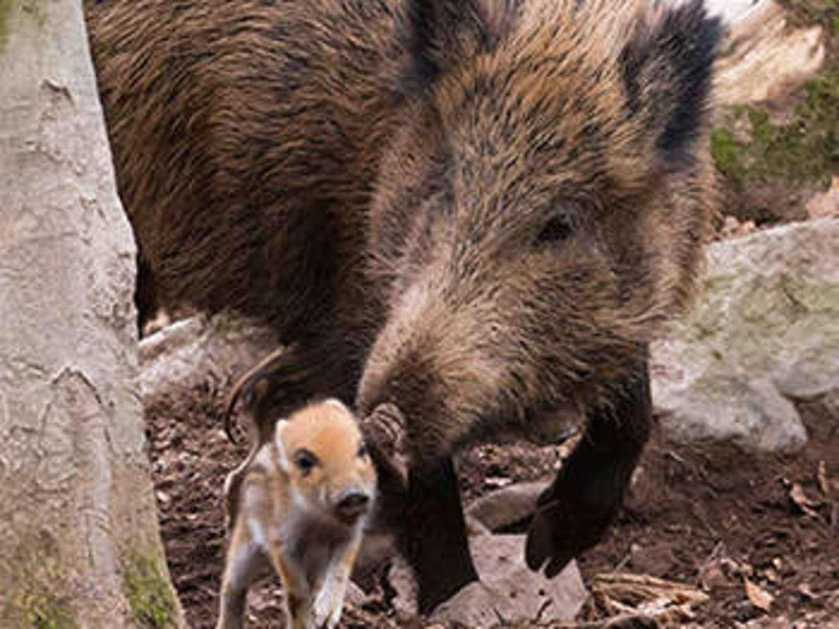 Wildschweine. © Ralph Frank / WWF