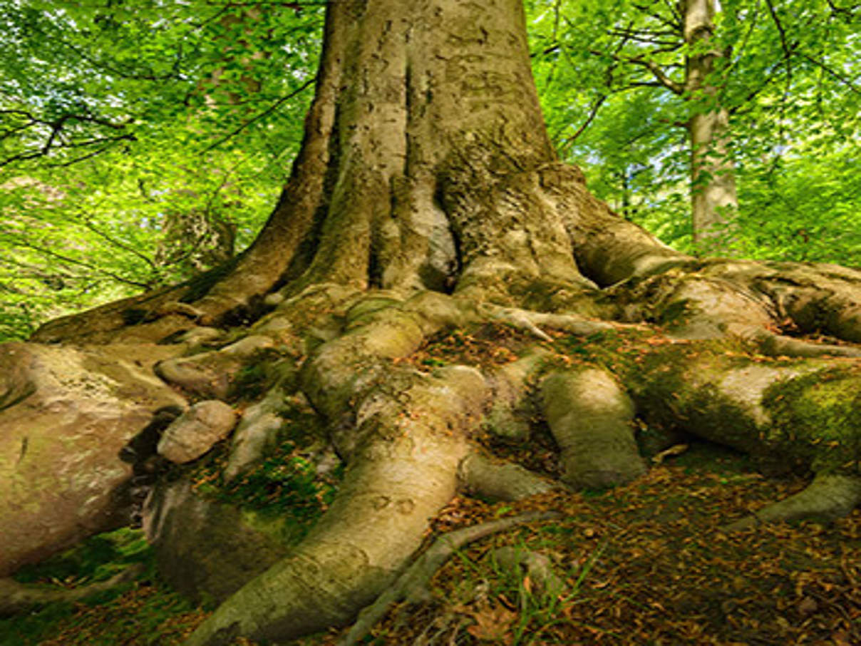 Buchenstamm © iStock / Getty Images