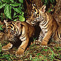Sumatratiger © Alain Compost / WWF