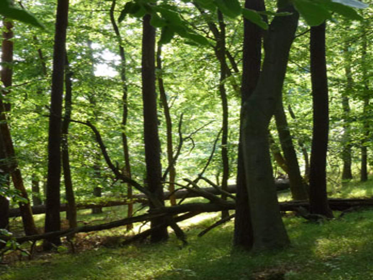 350 Wald Zerweliner Heide c Albert Wotke WWF