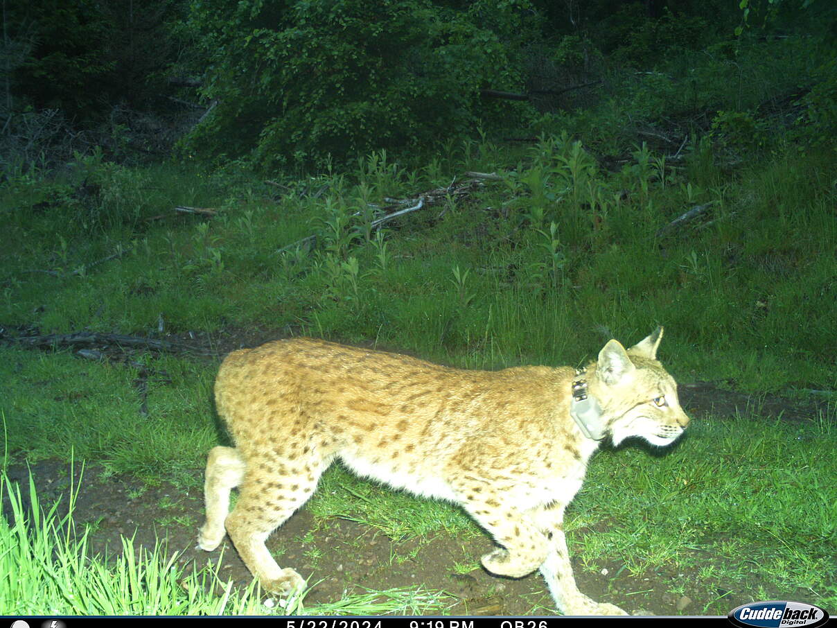 Luchsin Frieda in der Fotofalle © Luchs Thüringen Luchsin Frieda in der Fotofalle © Luchs Thüringen