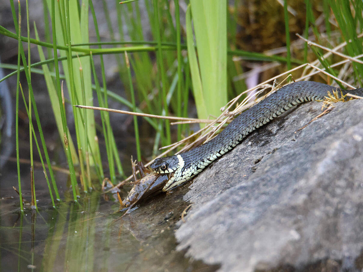Ringelnatter, Ringel-Natter (Natrix natrix), frisst erbeuteten Molch am Gartenteichrand, Seitenansicht, Deutschland gras