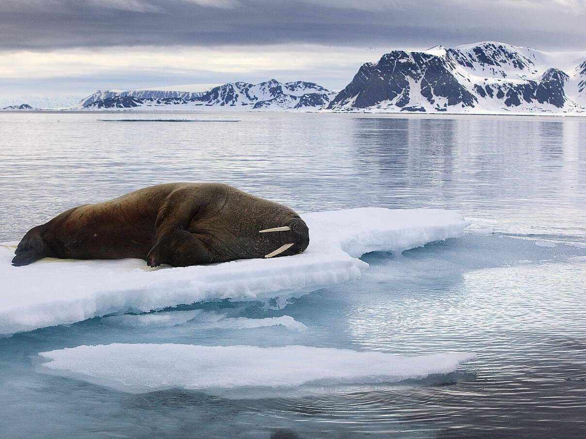 Eis: Ort zum Ruhen und Schlafen © Wild Wonders of Europe / Ole Joergen Liodden / WWF