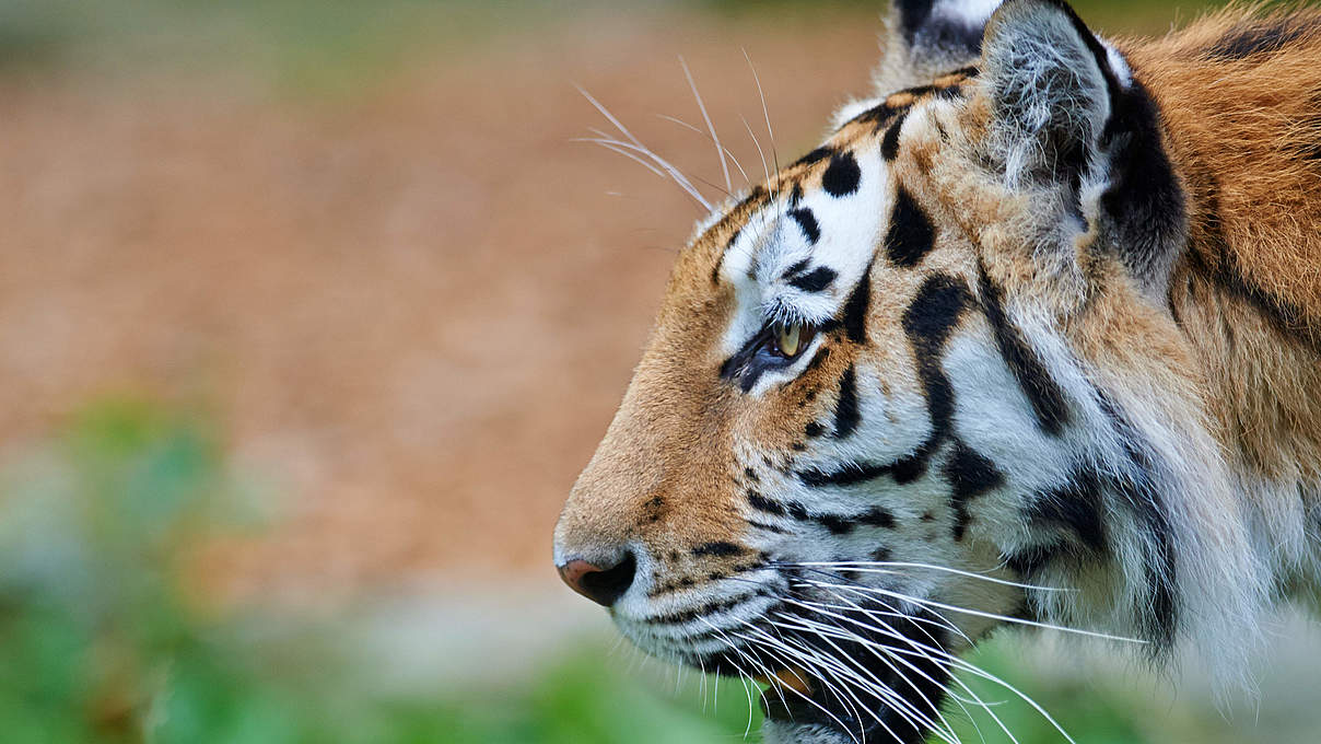 Amur-Tiger © Ola Jennersten / WWF Schweden