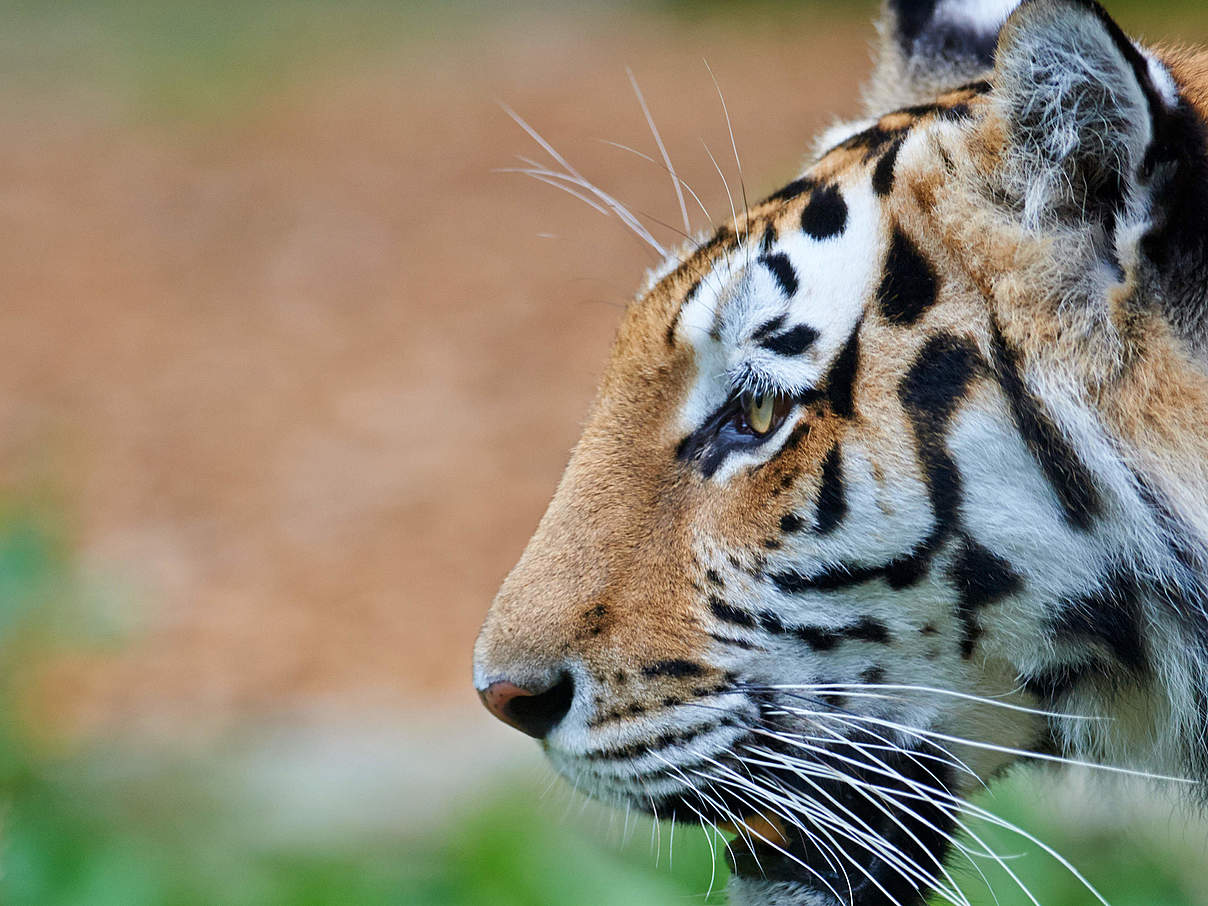 Amur-Tiger © Ola Jennersten / WWF Schweden