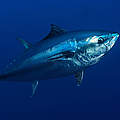 Blauflossen-Thunfisch © Wild Wonders of Europe / Zankl / WWF