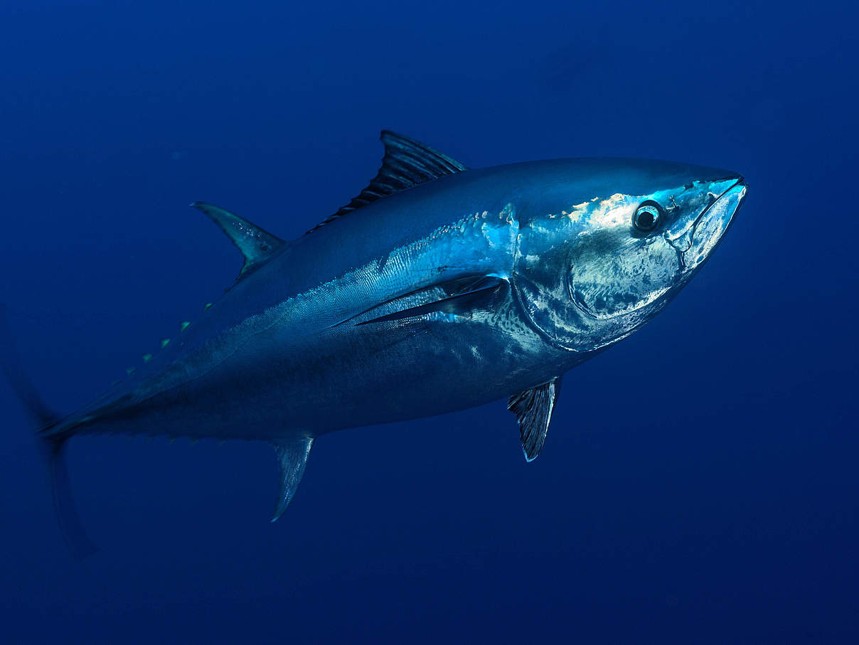Blauflossen-Thunfisch © Wild Wonders of Europe / Zankl / WWF