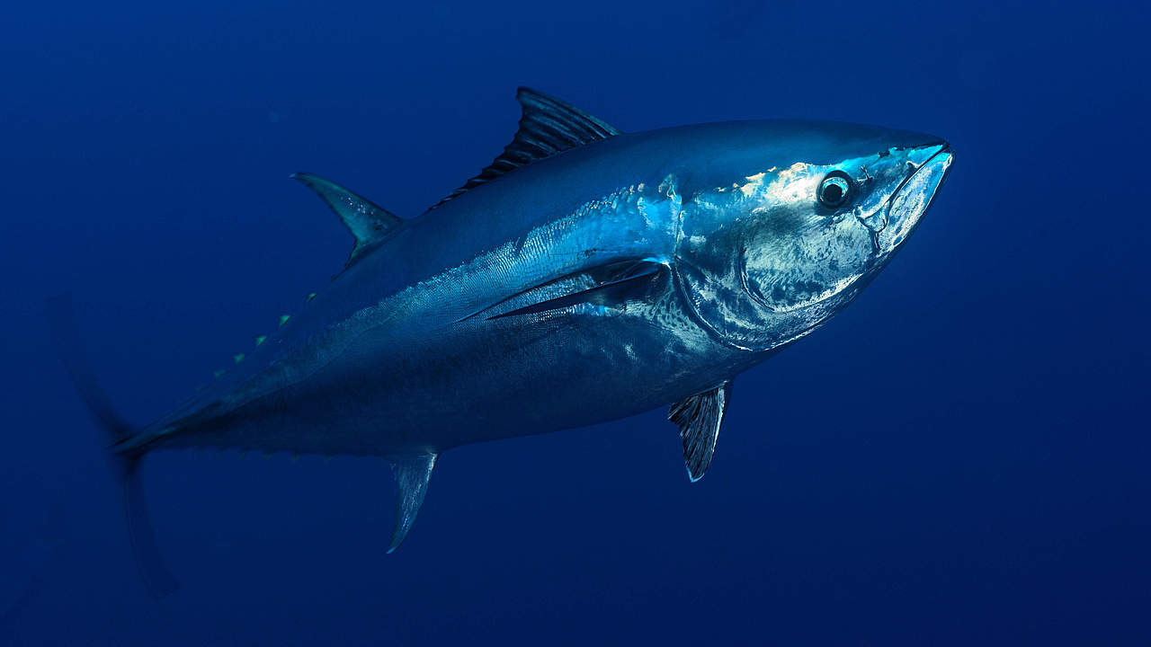 Blauflossen-Thunfisch © Wild Wonders of Europe / Zankl / WWF