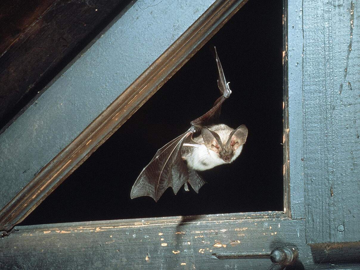 Fledermaus im Flug © Blickwinkel Fledermaus im Flug © Blickwinkel