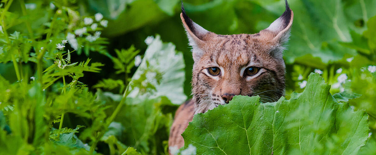 Karpatenluchs © Tomáš Hulík