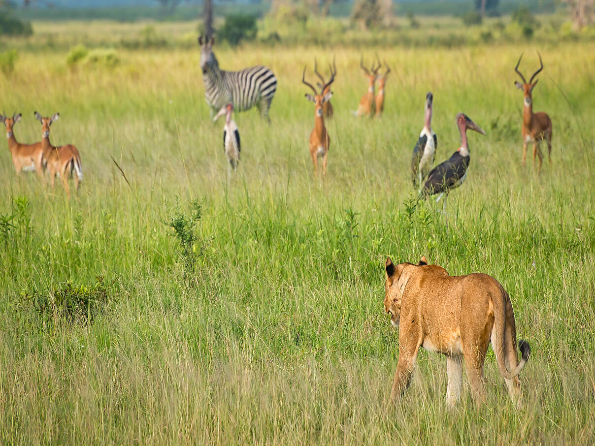 Eine Löwin bewegt sich auf ein Zebra, Antilopen und Marabu-Störche zu